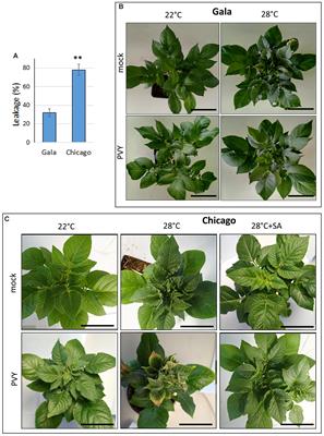 Interactive Responses of Potato (Solanum tuberosum L.) Plants to Heat Stress and Infection With Potato Virus Y